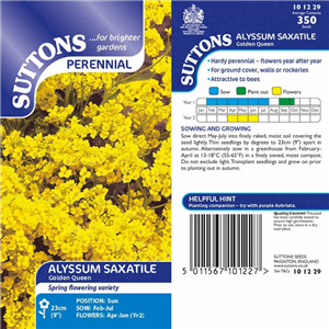 Alyssum saxatile Golden Queen